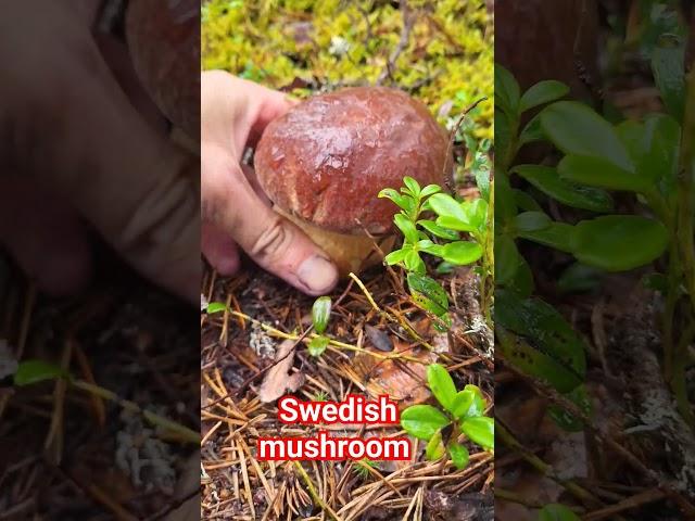 An incredibly beautiful mushroom #fungi #mushrooms #forest #nature