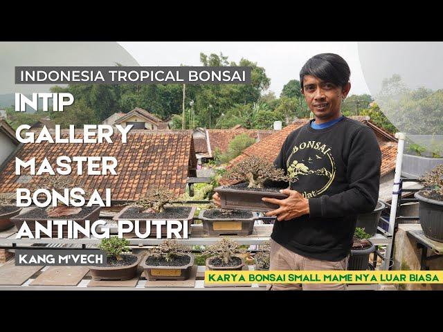 Gallery Bonsai Master nya Anting Putri dari Bandung , Kang M-Vech