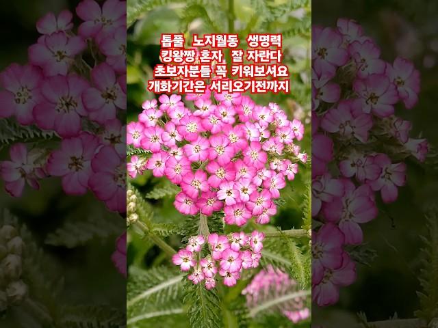 #톱풀 가격 착하고 노지월동 키우기 제일 쉽다