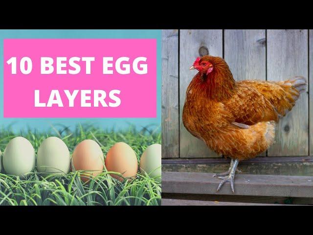 BEST CHICKENS FOR LAYING EGGS.