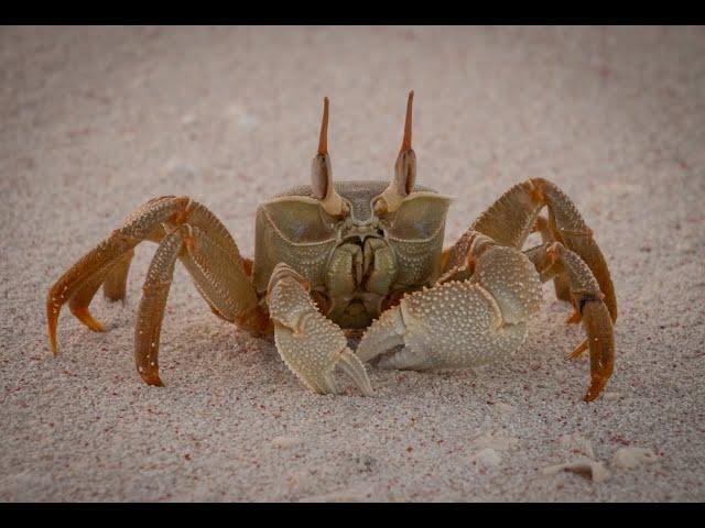 Dancing crab