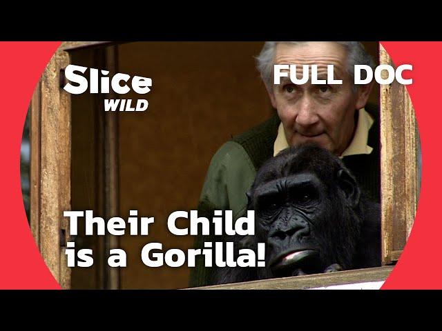 Our child is a Gorilla - PART 1 | SLICE WILD | FULL DOC