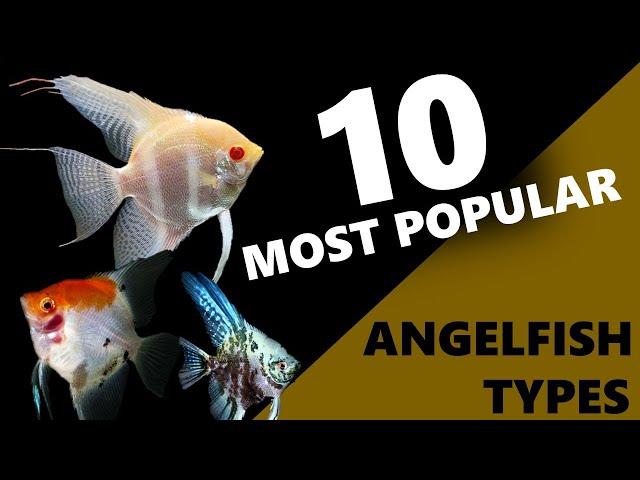 Top 10 Most Popular Angelfish Types | types of angelfish