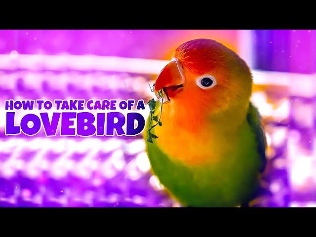 How to Take Care of a Lovebird?