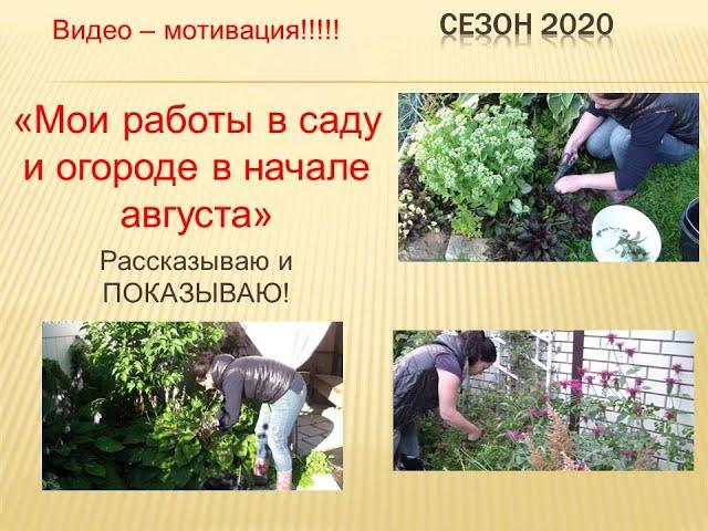 Мои работы в саду и огороде в начале августа! Рассказываю и ПОКАЗЫВАЮ! Мотивирую!