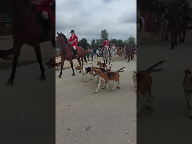 Foxhounds at Ongar ploughing match 2022