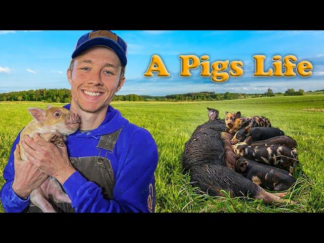 A Pigs Life - On a 26 Acre Homestead