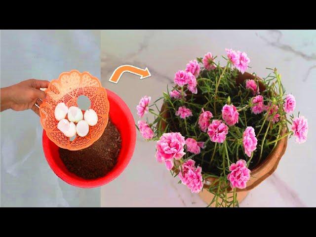 Growing fast moss rose use 2 natural fertilizer for plants