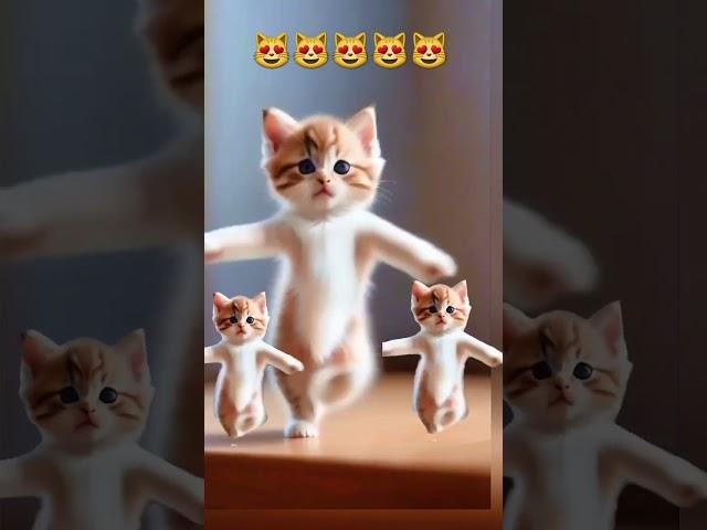 Cat videos funny dance #cat #lovelyecats #catvideos #cute #shorts #ytshortsvideo