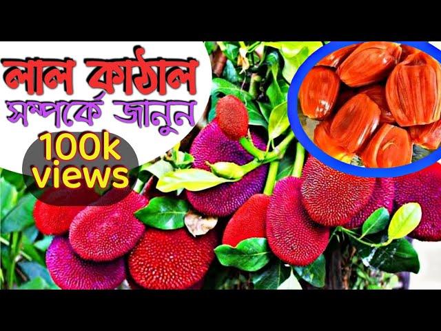 Have you ever seen red Jackfruit? Learn about the red jackfruit. Lal Kathal. Red Jackfruit