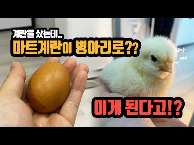 마트에서 사온 계란으로 병아리 부화시키기. 가능할까? I bought fertilized eggs at the market. Is it possible to hatch it?