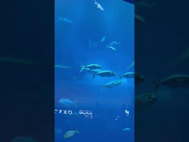 Dubai Aquariums & Underwater Zoo #dubaicity #dubailifestyle #dubaimall #dubaicity #dubaiaquarium