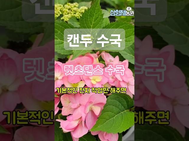 캔두 수국 사계절 내내 꽃이 피는 바법같은 수국 렛츠댄스 시리즈 #정원가꾸기 #수국꽃 #수국키우기