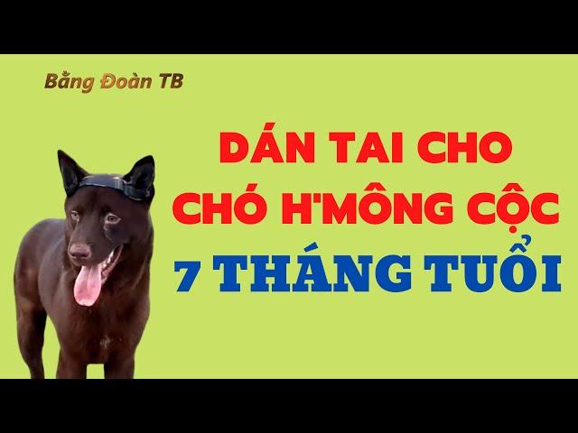 Dán Tai Chó H'mông Cộc Đuôi Lần 1 / Bằng Đoàn TB