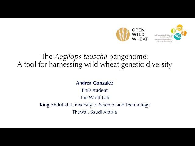 The Aegilops tauschii pangenome - A tool for harnessing wild wheat genetic diversity