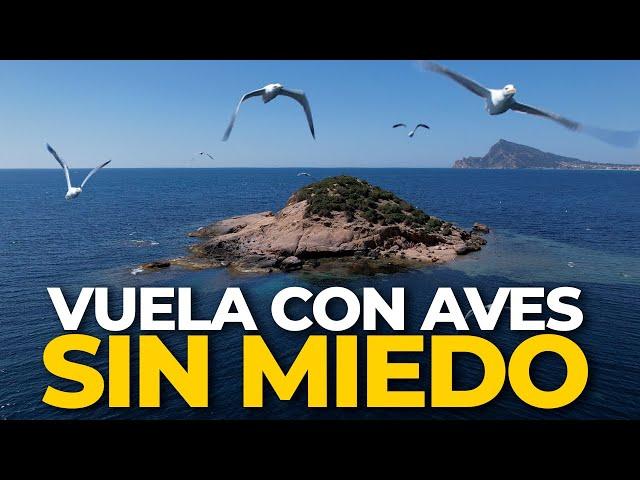 10 CONSEJOS para volar tu dron con Aves 