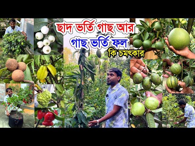 ছাদে ফলের বাগান-ছাদ ভর্তি গাছ আর গাছ ভর্তি ফল | সব বাছাই করা ফলের গাছ ছোটগাছে থোকায় থোকায় ফল ঝুলছে