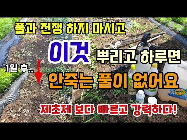 풀 힘들게 뽑지 말고 이것 뿌리고 하루면 풀 싹죽습니다 제초제보다 빠르고 강력합니다 천연제초제 만들어 뿌려보세요.