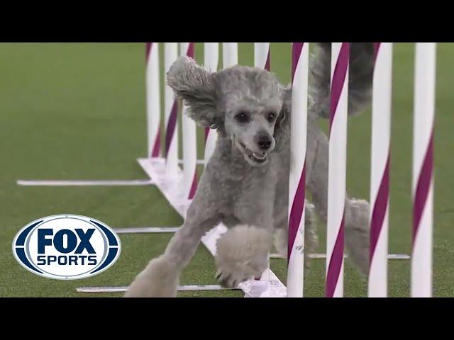 Pre the Poodle hightails it to victory to win the 12-inch class | FOX SPORTS