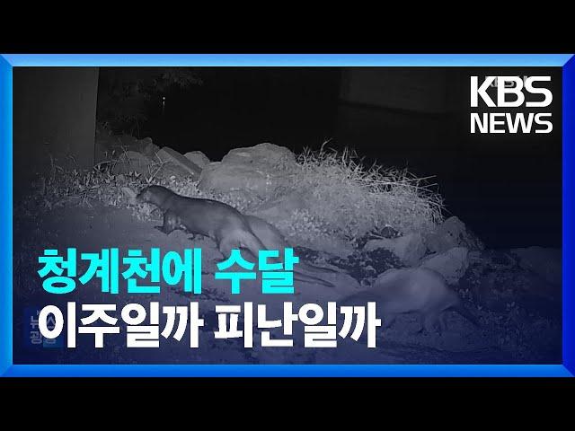 청계천까지 올라온 수달…피난이냐 이주냐 / KBS  2024.03.18.