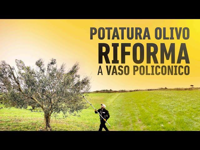 OLIVO: RIFORMA  A "VASO POLICONICO"