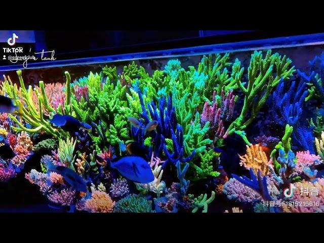 reef tank inspiration