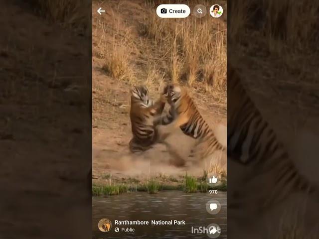 tiger vs tiger fight ️#shorts #viralvideo #youtubevideo