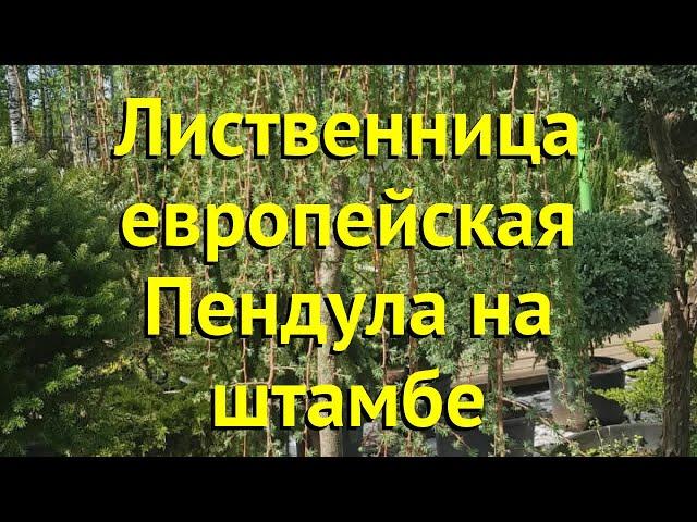 Лиственница европейская на штамбе Пендула. Краткий обзор, описание larix decidua Pendula
