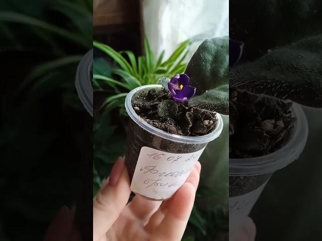 Вот, что  значит: "Жить хочу!"...