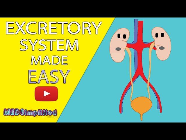 HUMAN EXCRETORY SYSTEM Made Easy - Human Urinary System Simple Lesson