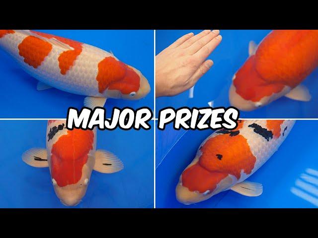 All Japan Koi Show 2024 - Major Prize Winners!!