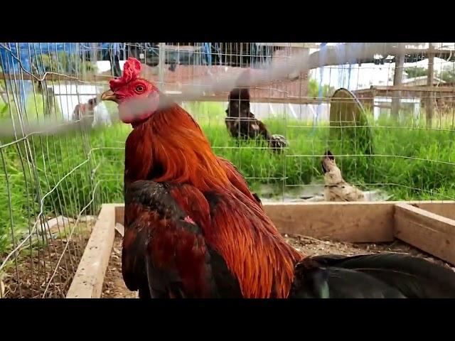 Perbedaan Ayam Pakhoy dengan Jenis  Lainny