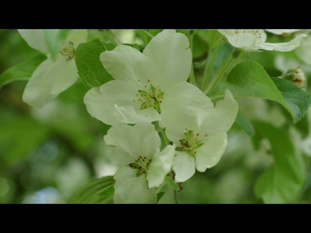 A tour around Ness Gardens