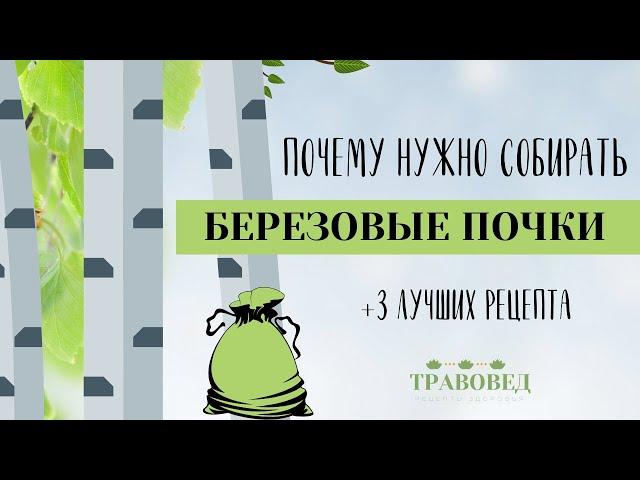 Березовые почки | Сбор и заготовка | 3 популярных рецепта