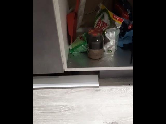 Уничтожение муравьёв в квартире Красноярск.
