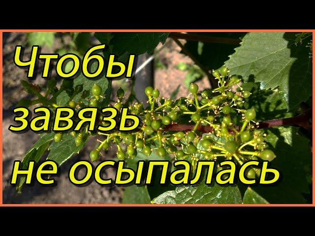 Что нужно сделать на винограде при цветении, чтобы завязь не опадала.