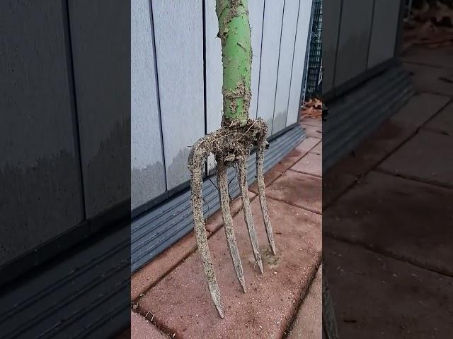 Don't Do This With Your Garden Tools