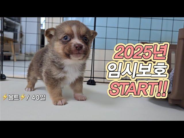 볼트임보일기 #1 ㅣ보호소에서 나와 홀로 상경한 아기강아지의 첫 실내 생활ㅣ1인가구 임시보호 #유기견임보