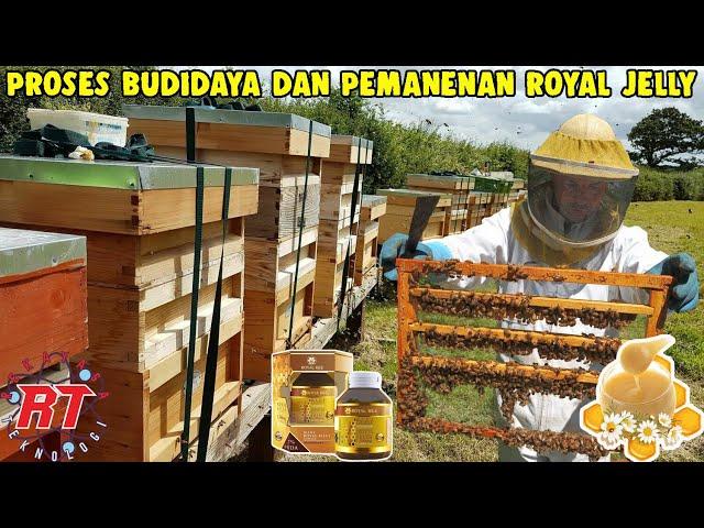 PROSES PETERNAKAN LEBAH MADU DAN PROSES PEMANENAN ROYAL JELLY