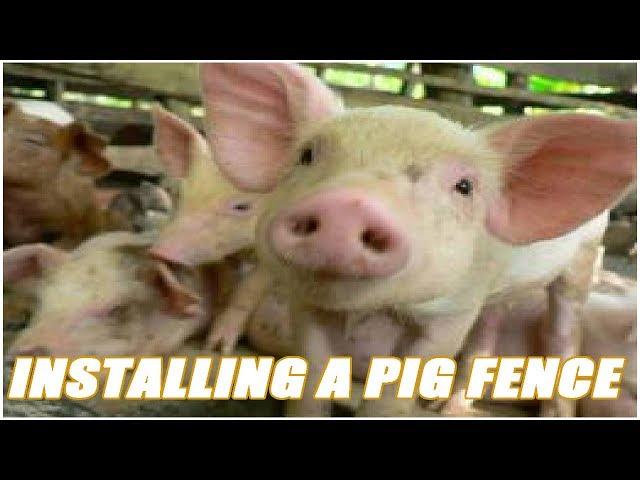 Installing An Electric Fence For Pastured Pigs