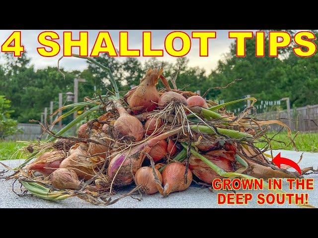 How To Grow SHALLOTS In ANY Climate: Complete Curing And Storing Guide