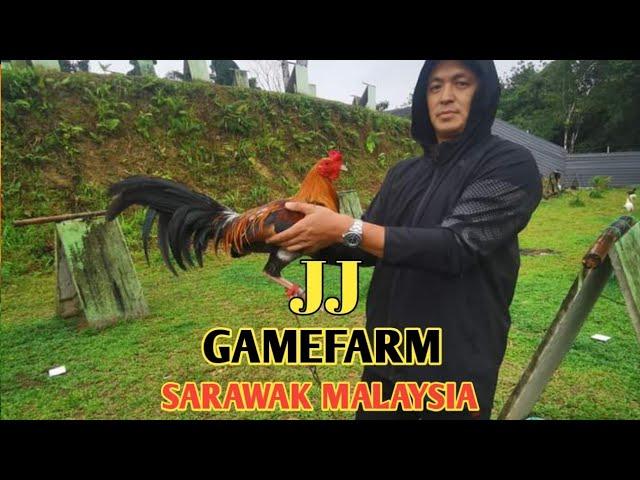 Visit the farm of JUSTIN JENG in MALAYSIA - QUALITY GAMEFOWL BREEDER - JJ GAMEFARM