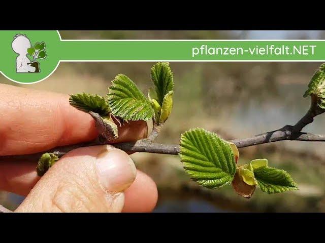 Grau-Erle - Austrieb - 11.04.18 (Alnus incana) - Baum-/Strauch-Bestimmung