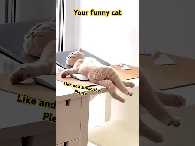 FUNNY SLEEP #cat #catlovers #funnycat #funnyvideo