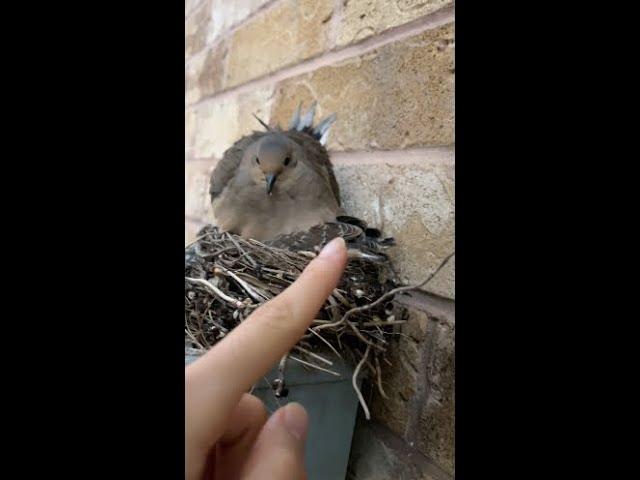 Urban Nesting: Mourning Dove Mom Protects Hatchlings on an Electric Meter