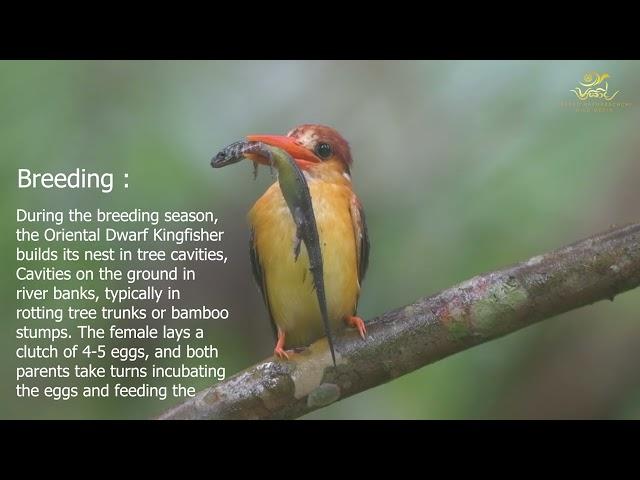 Oriental dwarf kingfisher (Ceyx erithaca),