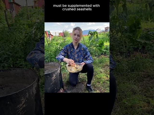 How to feed chickens with things you grow in your garden