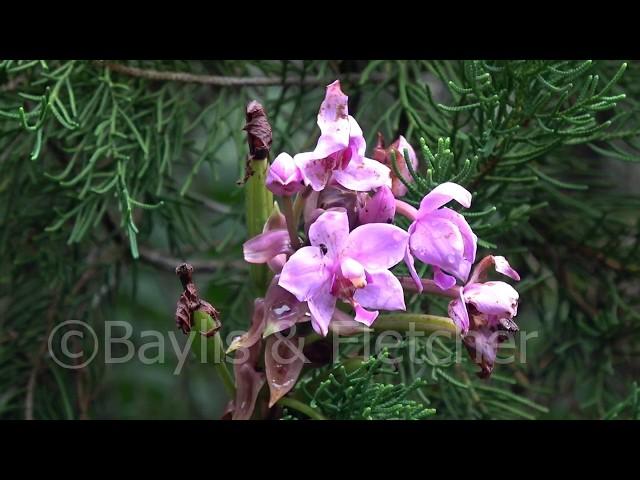 Orchid (Spathoglottis plicata), Malaysia. 20180127_110458.m2ts