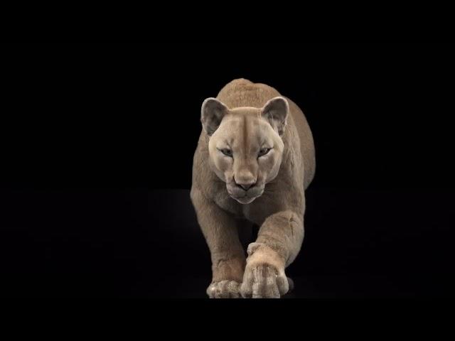 baermedia | Puma cat