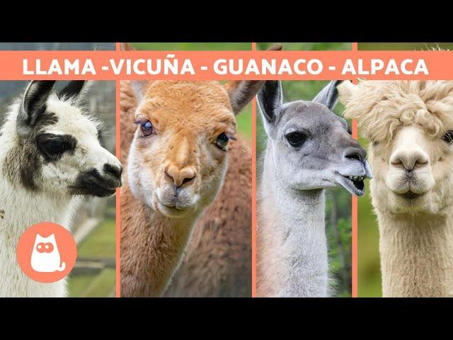 LLAMA vs ALPACA vs VICUÑA vs GUANACO  ¡Aprende a diferenciarlos!